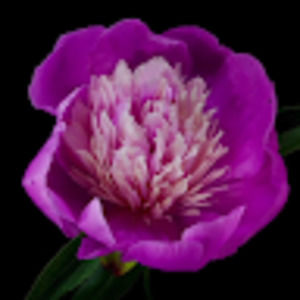 Meet your Posher, Kendal